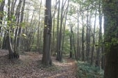 Forêt de Montgé